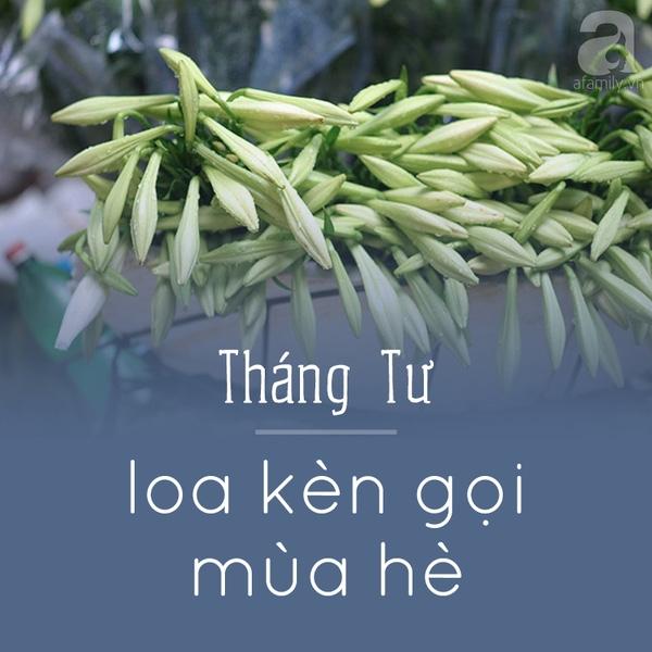 Hoa Loa Kèn