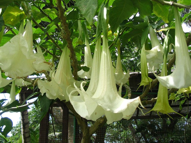 Hoa loa kèn -  Angel’s trumpet