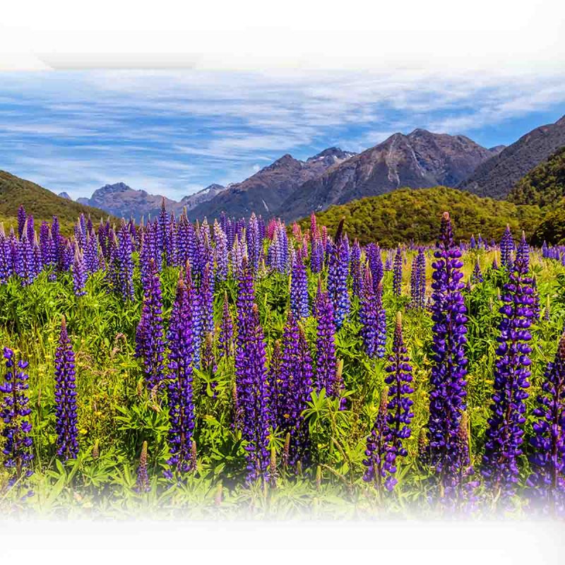 Hoa lupin ở hồ Tekapo, New Zealand