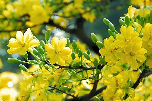 Top 14 Loại hoa đẹp chưng trong nhà vào ngày Tết - toplist.vn