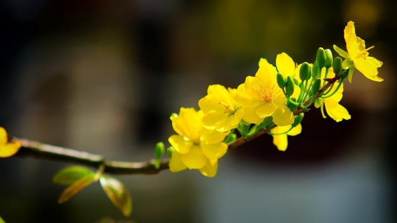 Top 14 loài hoa đẹp nhất Việt Nam