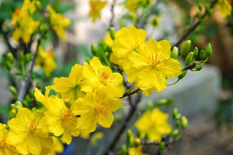 Top 12 Loài hoa được yêu thích nhất tại Việt Nam - toplist.vn