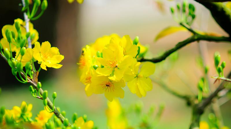 Những loài hoa đặc trưng cho Tết cổ truyền ở Việt Nam  Văn hóa  Vietnam  VietnamPlus