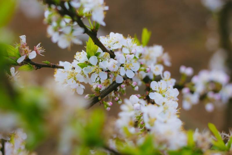 Hoa mận trắng ở Điện Biên