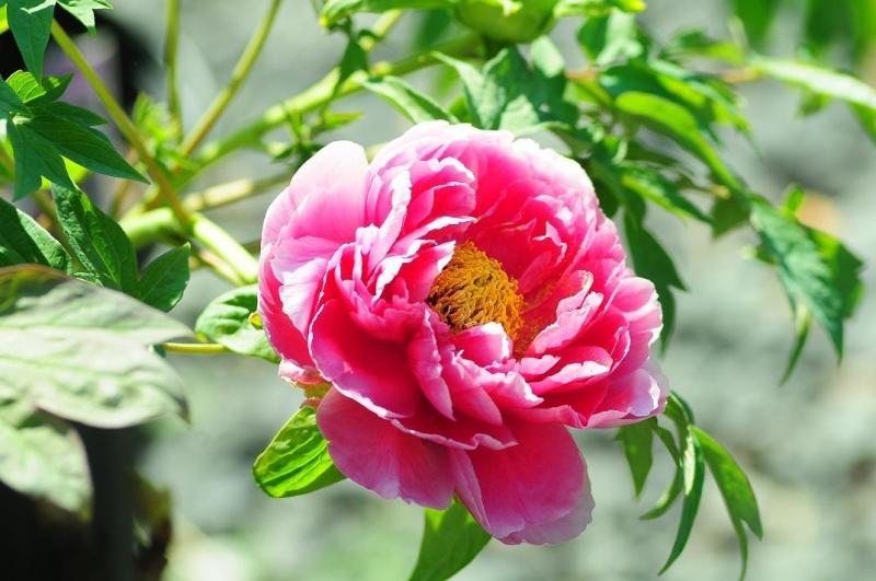 Hoa mẫu đơn là biểu tượng của sự thanh khiết và độc lập. Nếu bạn yêu thích loài hoa đặc biệt này và muốn tìm hiểu thêm về chúng, hãy xem những hình ảnh đẹp được chia sẻ trên trang web này. Bạn sẽ cảm nhận được vẻ đẹp đặc biệt của chúng.