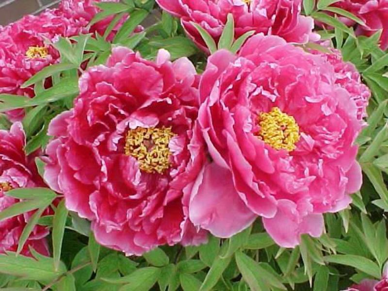 Hoa mẫu đơn - loài hoa “quốc sắc thiên hương”, biểu tượng cho sắc đẹp