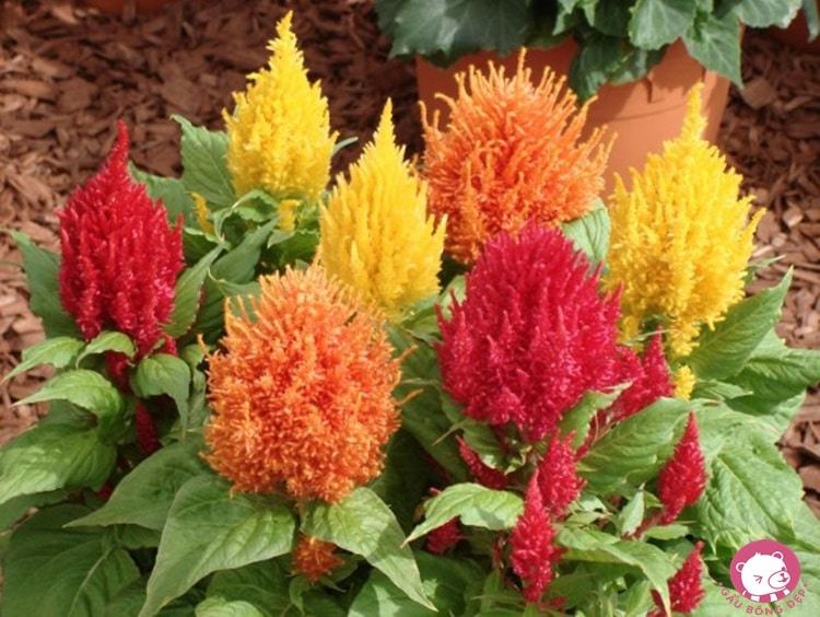 Hoa mào gà với những sắc màu riêng biệt