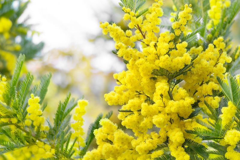 Hoa Mimosa