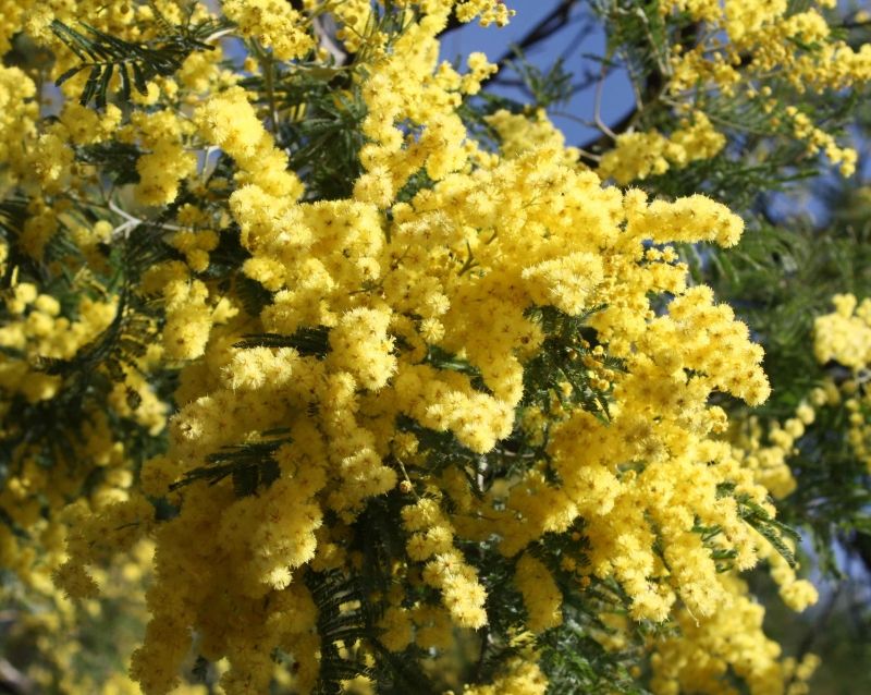 Hoa Mimosa vàng là biểu tượng 8/3 tại nhiều nước
