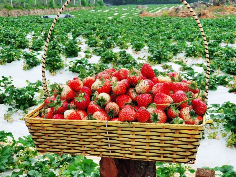 Hoa Mộc Châu Farm