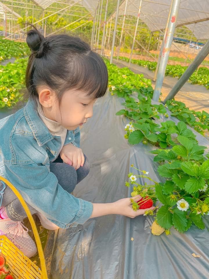 Hoa Mộc Châu Farm