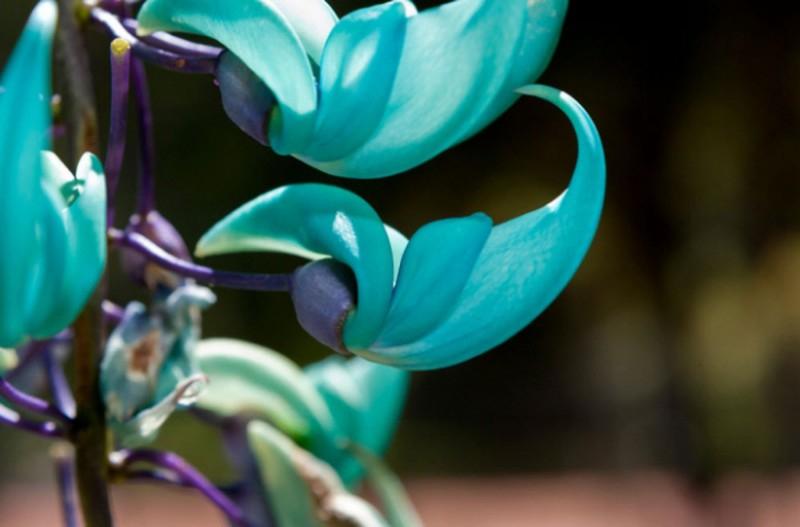 Hoa Móng Cọp (Jade Vine)