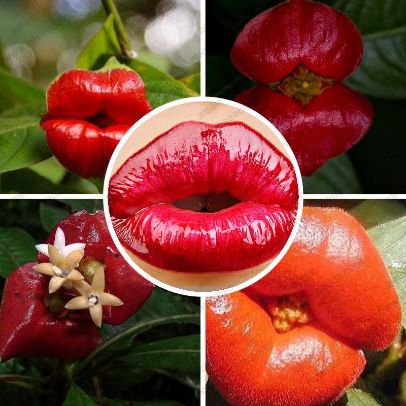 Hoa nụ hôn (Psychochia Elata)