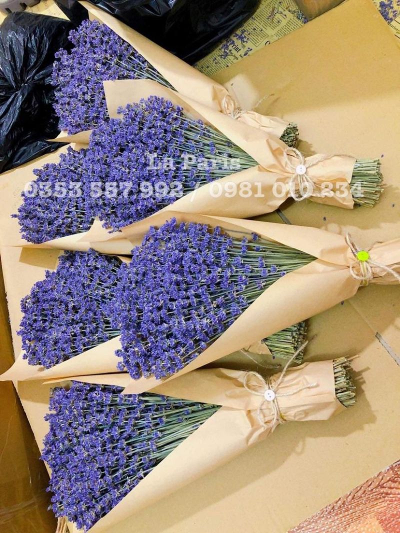 Hoa Oải Hương Lavender La Paris