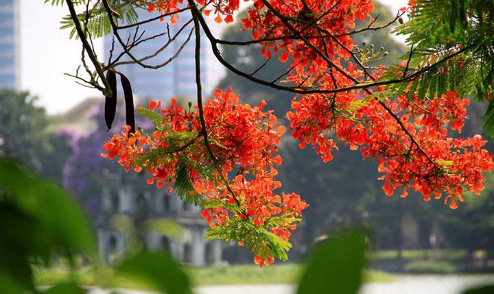 Phượng nở đỏ cả một vùng trời, từng chùm từng chùm như những đốm lửa nhỏ