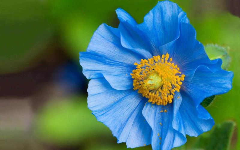 Blue Poppy - National flower of Bhutan