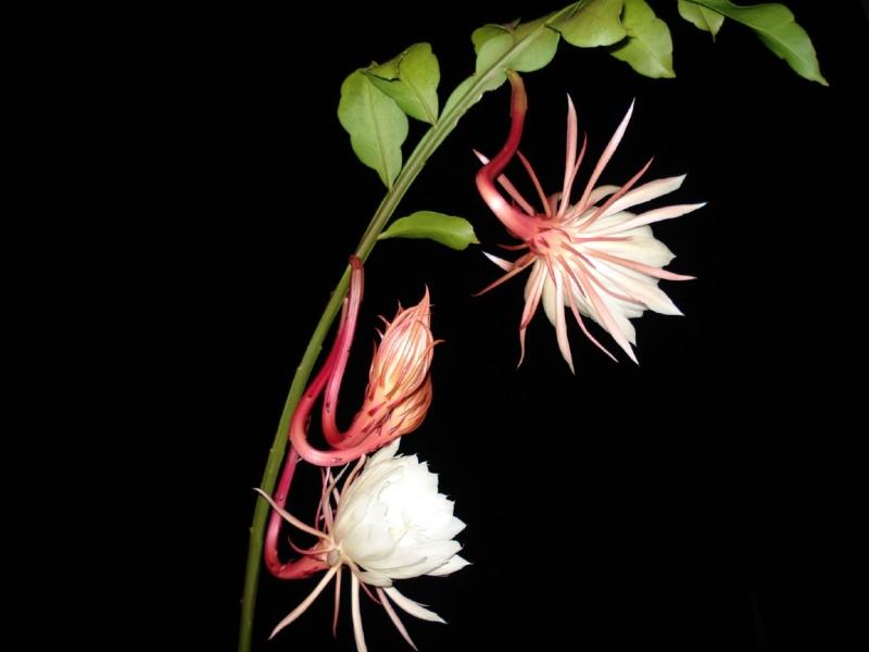 Top 10 Loài Hoa Nở Về Đêm Đẹp Nhất - Toplist.Vn