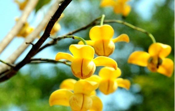 Hoa Rumdul - Quốc hoa của Campuchia