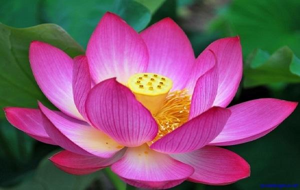 Top 3 loài hoa đẹp nhất Việt Nam