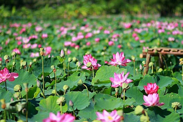 Lotus is chosen by Vietnam and India as the national flower