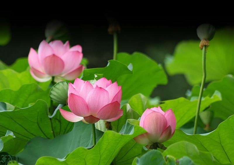 Lotus, the national flower of Vietnam