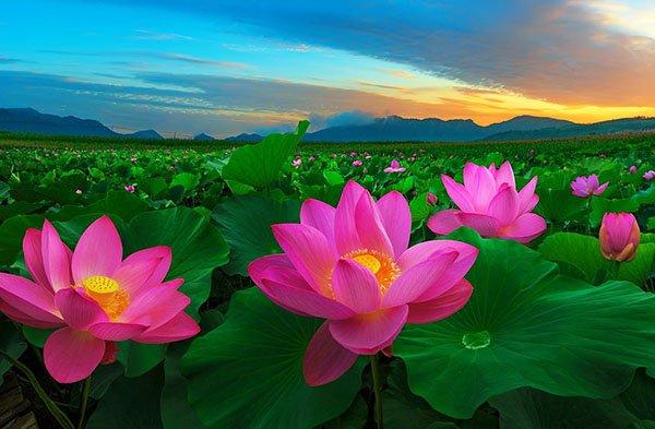 Lotus - Vietnam's national flower