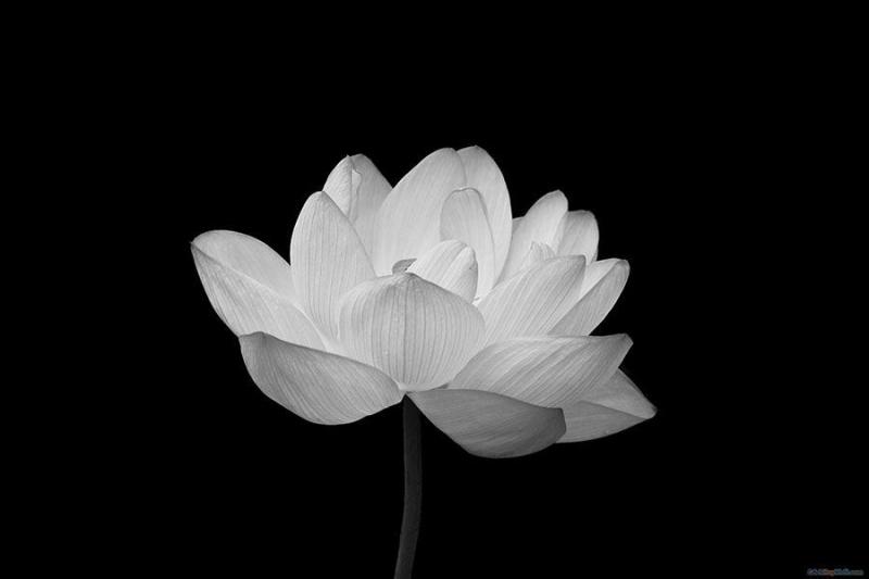 Hoa sen trắng