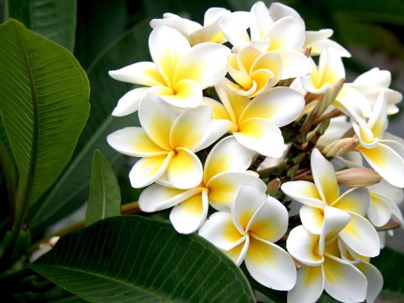 Top 15 Loài hoa đẹp nhất làm say đắm lòng người - toplist.vn