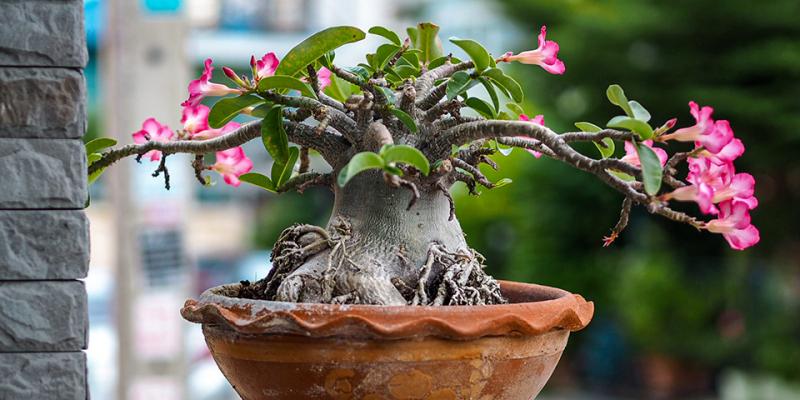 Hoa Sứ sa mạc (Adenium Obesum)