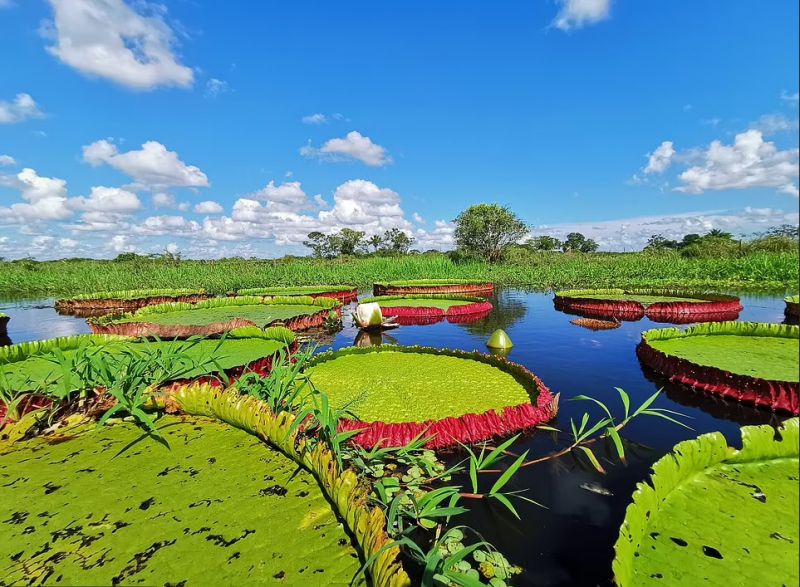 Hoa súng khổng lồ, Victoria boliviana