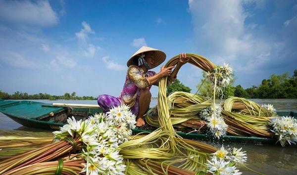 Bởi thế, về Đồng Tháp mùa này, ai cũng phải ngỡ ngàng trước cánh đồng hoa súng đua nở giữa mặt nước mênh mông.