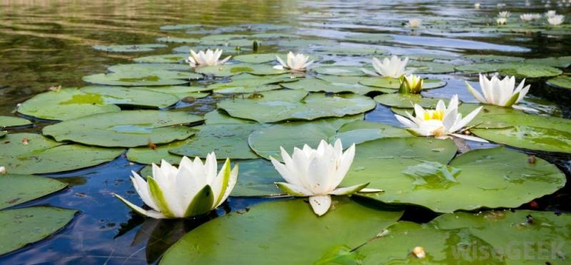 Shapla water lily - Bangladesh's national flower
