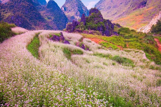 Du lịch Hà Giang vào những ngày tháng 10, du khách sẽ được chìm đắm dưới sắc phớt hồng của những ruộng hoa tam giác mạch trải khắp cao nguyên đá