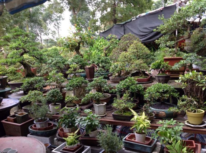 Hoa Tân Chuyên Cây Cảnh Bonsai