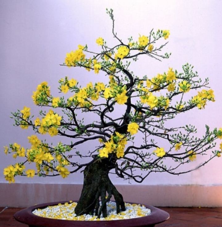 Mai vàng, hoa biểu tượng cho Tết miền Nam