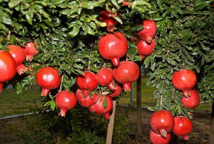 Pomegranate - National flower of Spain