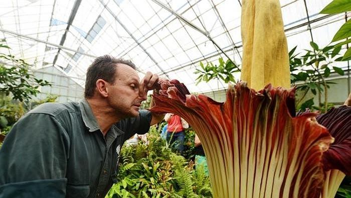 Loài hoa được mệnh danh là thối nhất thế giới có tên khoa học là Amorphophallus titanium