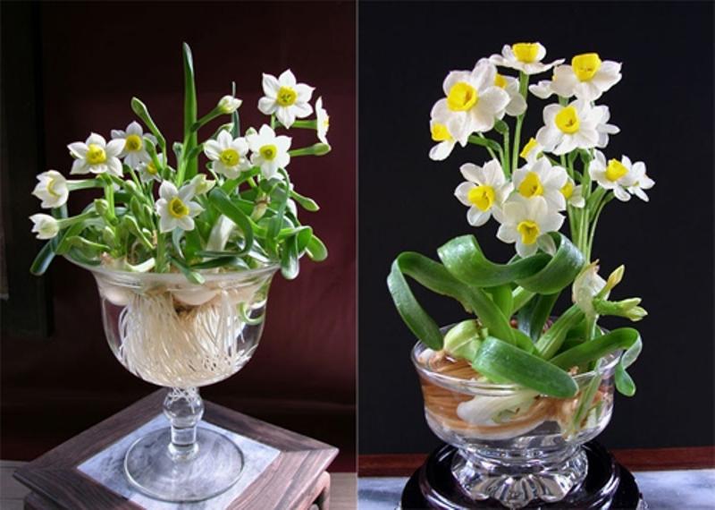 Top 70 Loại hoa đẹp và ý nghĩa dành cho phòng khách dịp Tết Nguyên đán ...