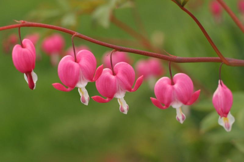 Hình ảnh các loài hoa đẹp nhất thế giới » VNTOWORLD