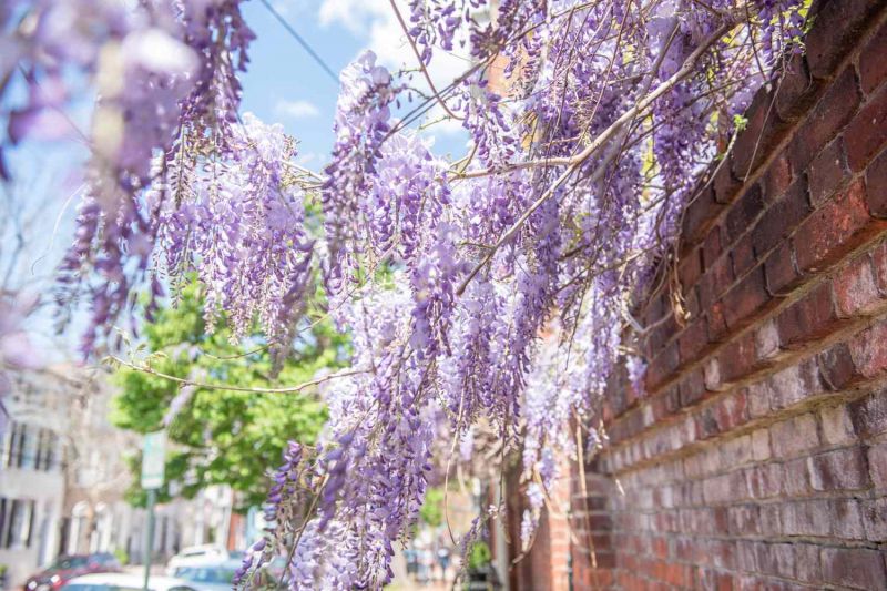 Hoa tử đằng kiêu sa, lộng lẫy