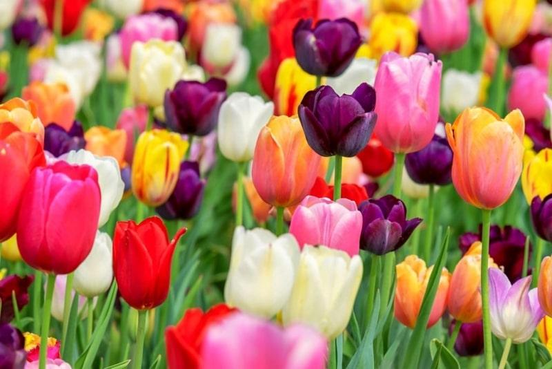 Hà Lan, Thổ Nhĩ Kỳ, Afghanistan và Hungary đều chọn tu-lip là quốc hoa