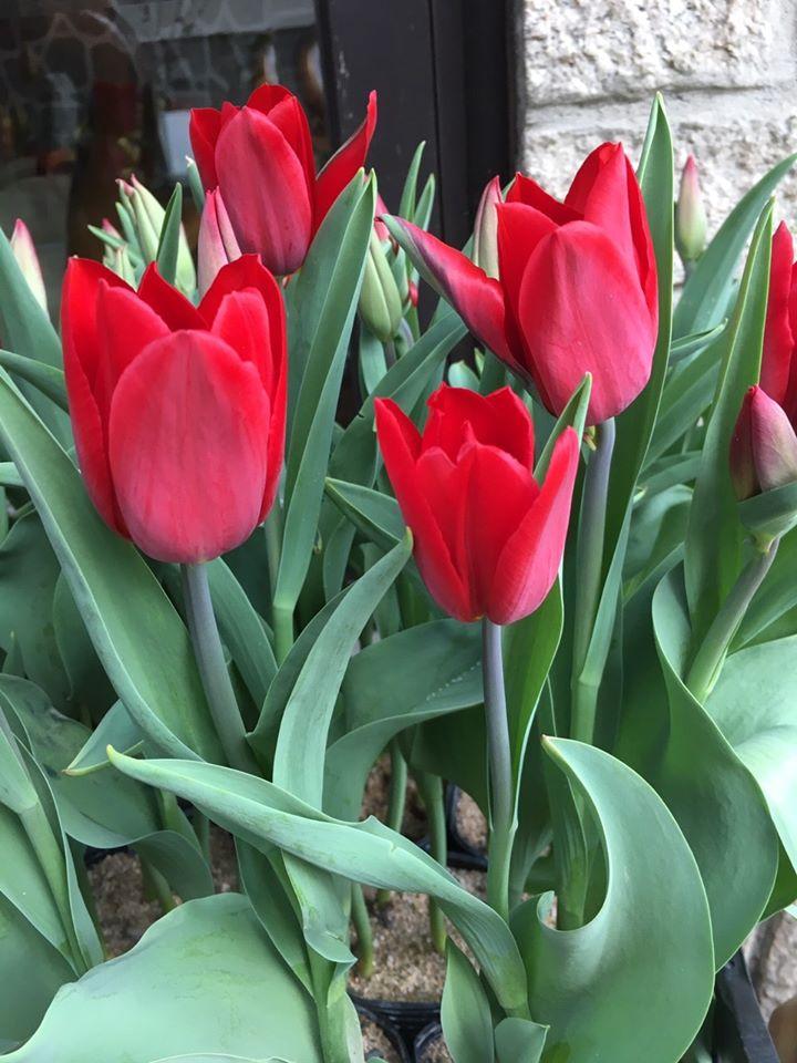 Hoa tulip