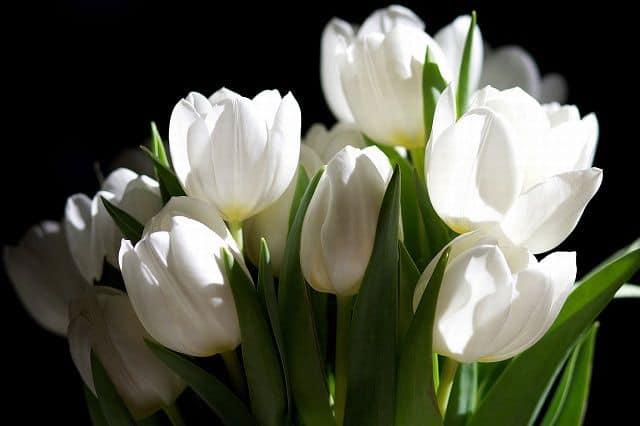 Hoa Tulip trắng