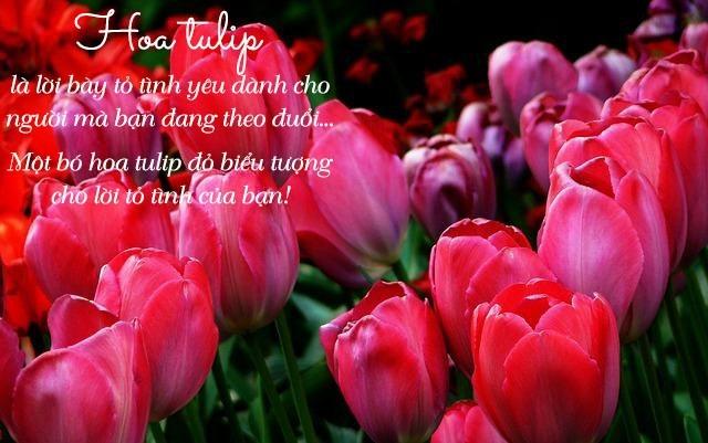 Hoa tulip