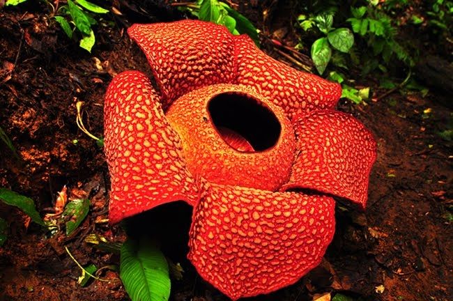 Hoa xác thối rất to, thậm chí còn được trao danh hiệu loài hoa to nhất thế giới