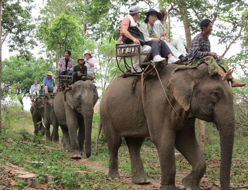 Voi Tây Nguyên.