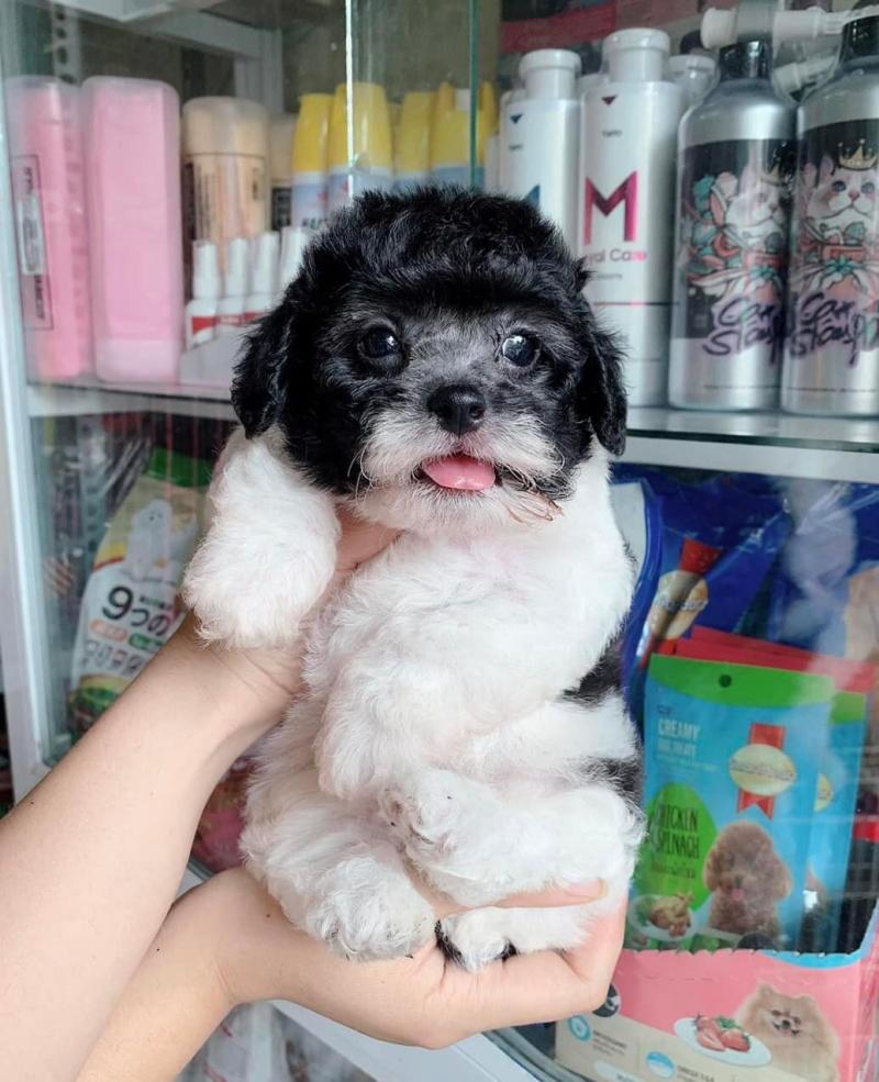 Hồng Thành Pets