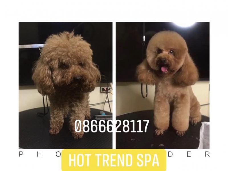 Hot Trend Spa Pet Shop