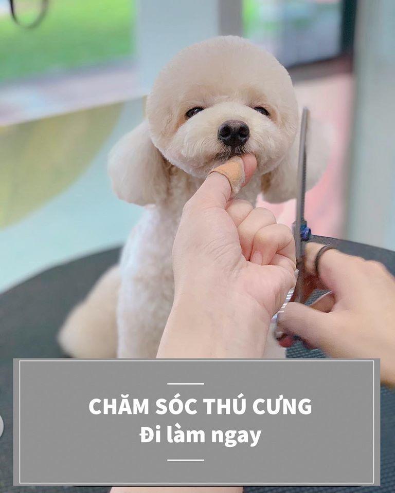 Dịch vụ spa thú cưng tốt nhất tại quận Đống Đa, Hà Nội