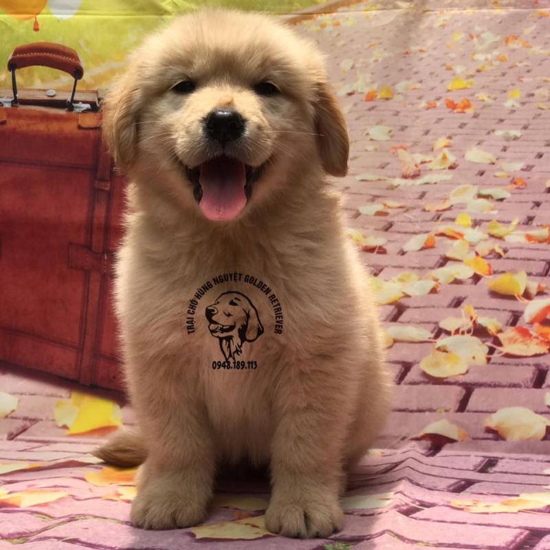 Hùng Nguyệt Golden Retriever